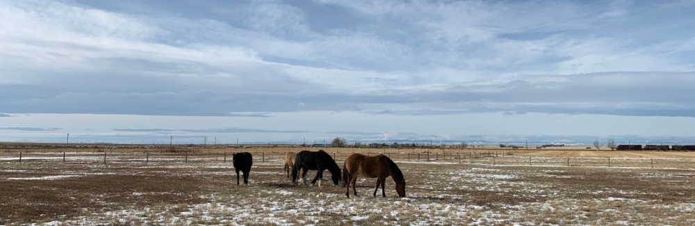 horses on Canadian prairie