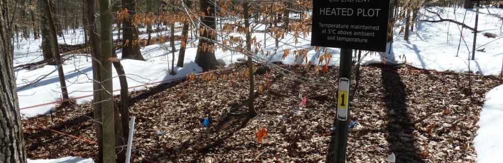 MBL Distinguished Scientist Jerry Melillo and colleagues have been observing the effects of warming soil at Harvard Forest since 2001. Credit: Audrey Plotkin