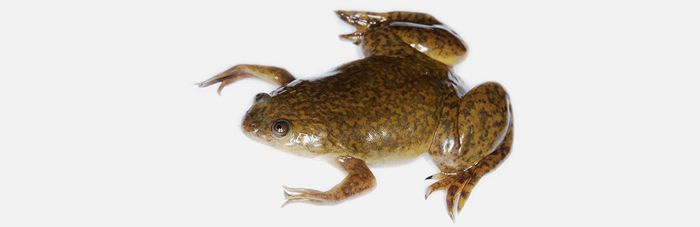 African Clawed Frog (Xenopus laevis)