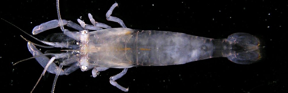 Transparent anemone shrimp (Periclimenes inornatus).