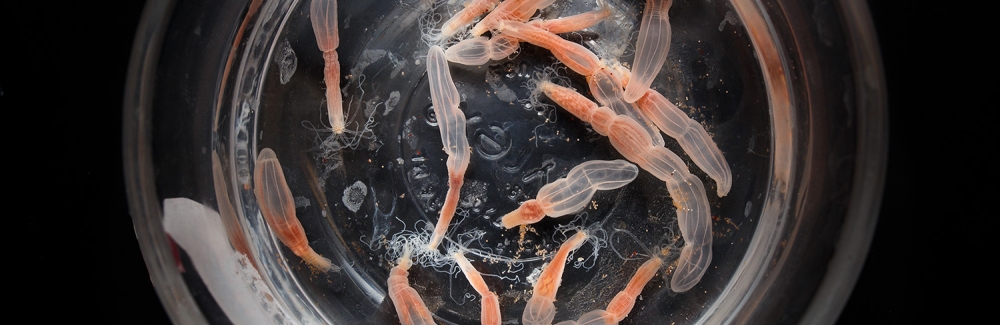 Starlet sea anemone in a dish.