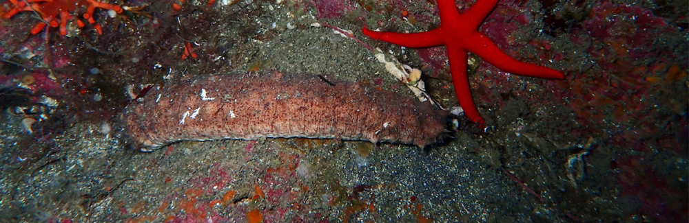 The sea cucumber Holothuria tubulosa. 