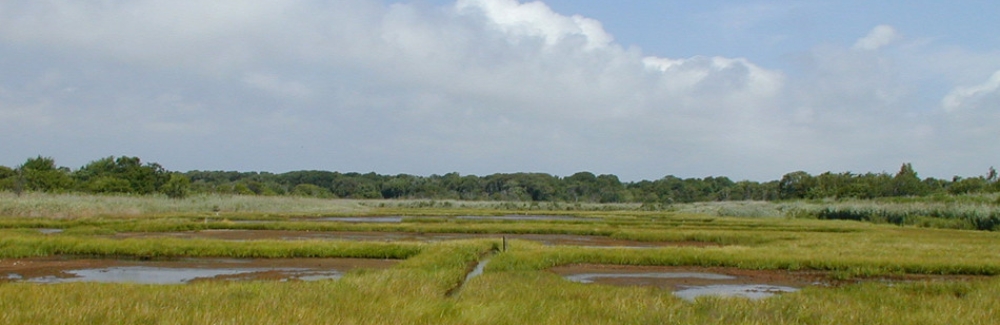 Salt marsh at Seatuck National Wildlife Refuge on Long Island. Credit: U.S. Fish and Wildlife Service