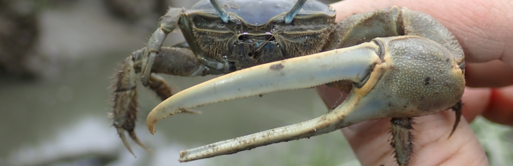 fiddler crab