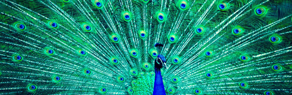 peacock