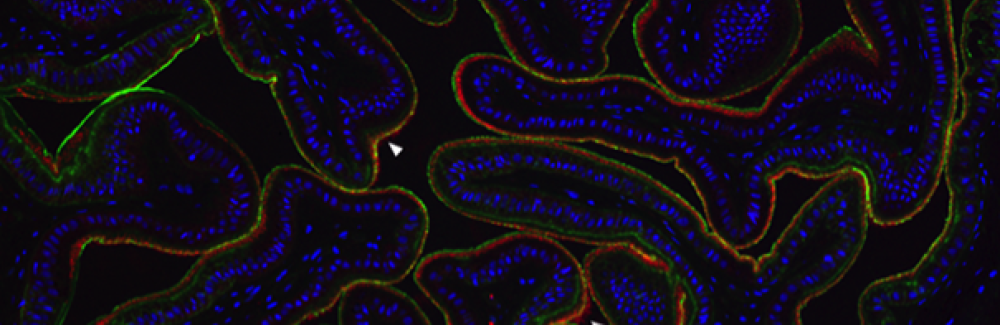The esophagus of a cuttlefish. Bacteria (red) are in a layer of mucus (green) lining the inside of the esophagus. Cuttlefish cell nuclei are shown in blue. 