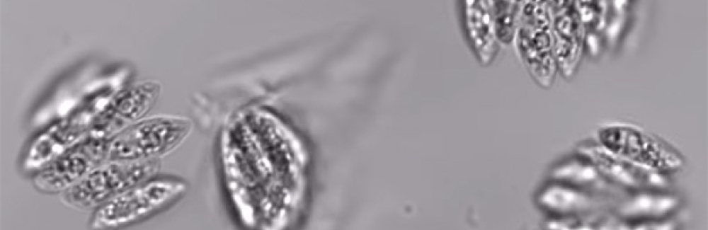 Screenshot of Enallax costatus undergoing division in a microfluidic chamber.