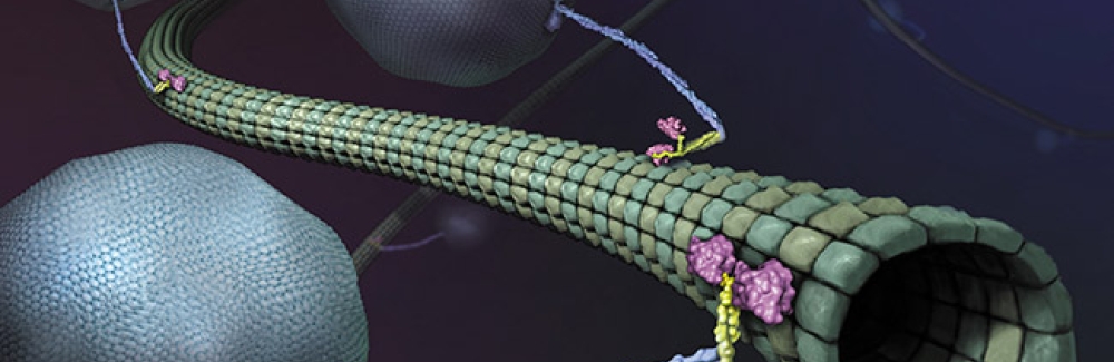 Artistic depiction of kinesin transporting membranes along microtubules.
