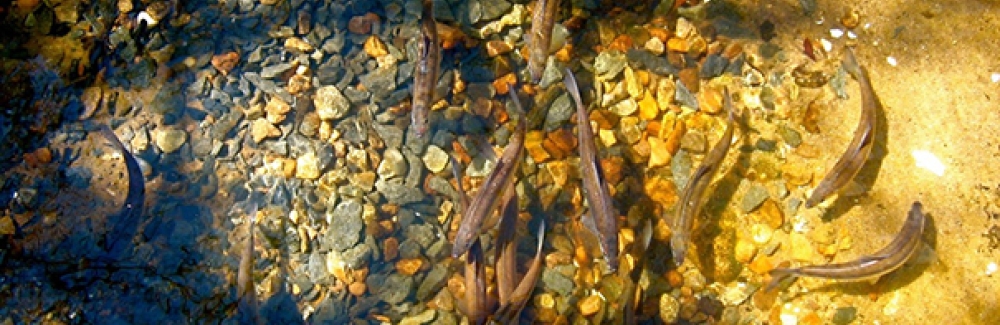 Alewife (Alosa pseudoharengus) during their seasonal migration.