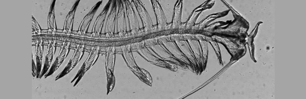 Polychaete worm (Tomopteris)