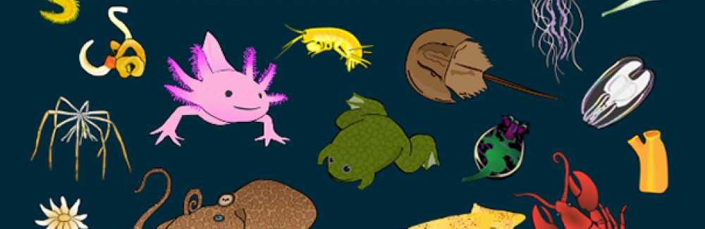 March Madness banner with various organisms