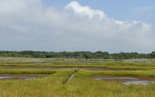 Salt marsh at Seatuck National Wildlife Refuge on Long Island. Credit: U.S. Fish and Wildlife Service