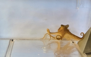 A California two-spot octopus uses an arm to touch an object in a tank.