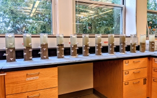 Winogradsky Columns made by students in the MBL's Semester in Environmental Science course.