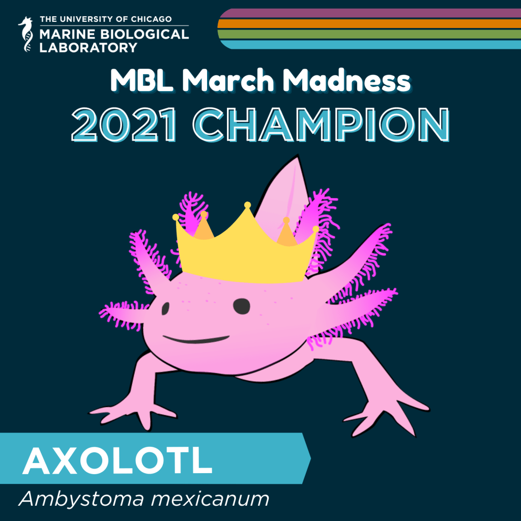 march madness champion image