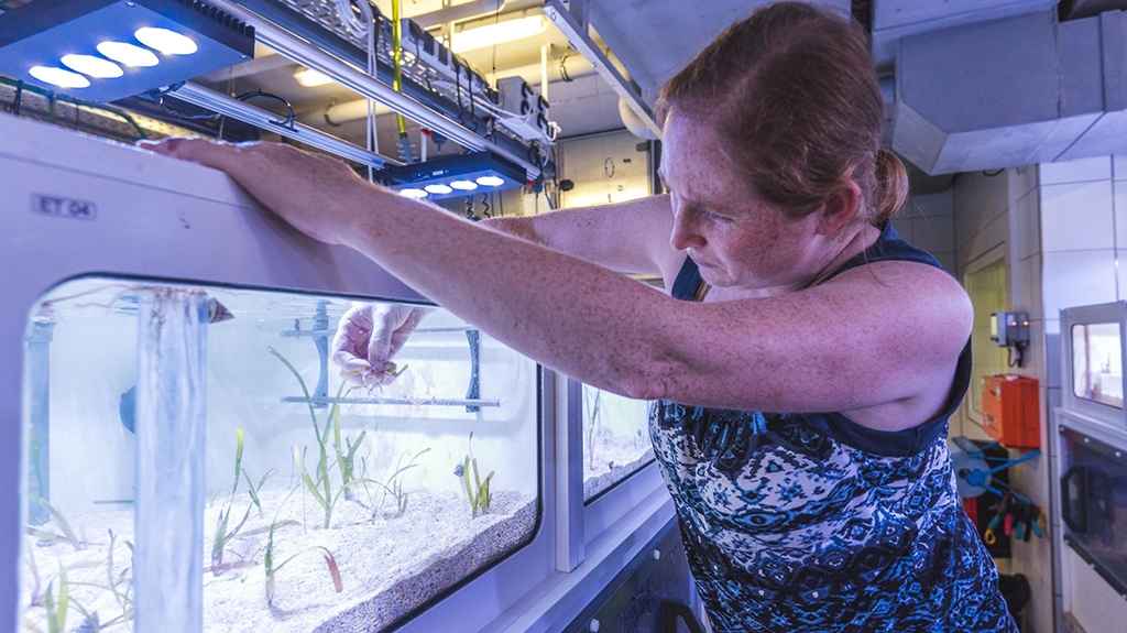 Mirta Teichberg in her seagrass lab