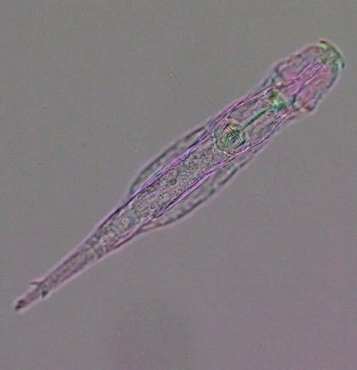 Bdelloid rotifer (Adineta vaga) under polychromatic polarization microscope. 