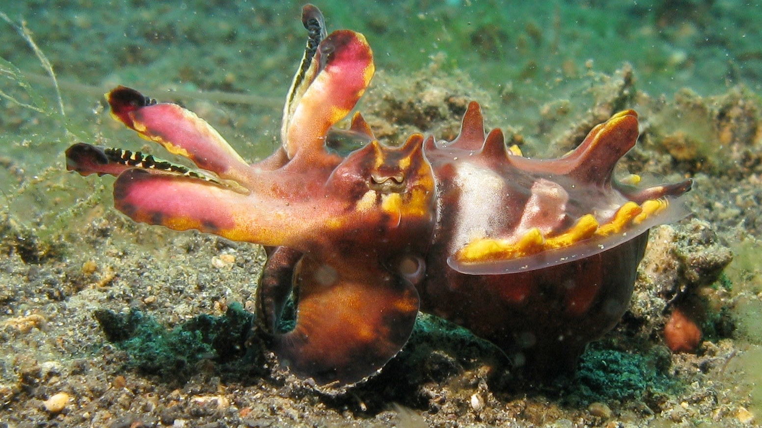 Flamboyant Cuttleifsh (M. pfefferi) in lateral view, displaying a threatening pattern of bright colous
