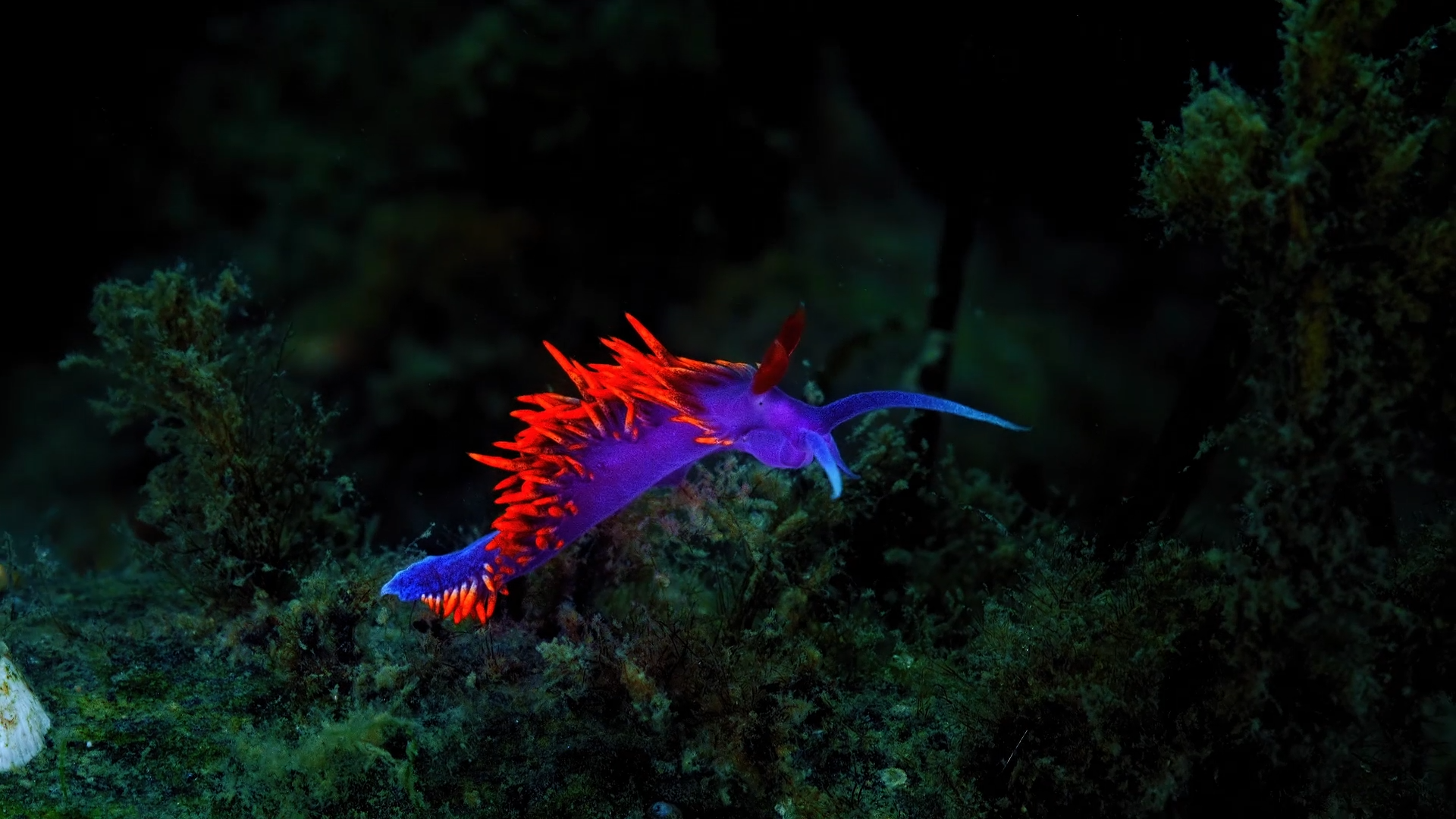 Blue and red nudibranch. Credit: BioQuest Studios/MBL
