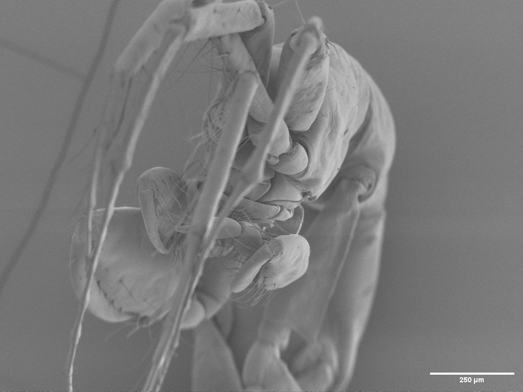 Embryos Evolved' - I generated the embryo then used the previous image as  prompt to see what would grow. Prompts: 'Neon Embryo' for the first image  then 'Neon Evolution' for the next