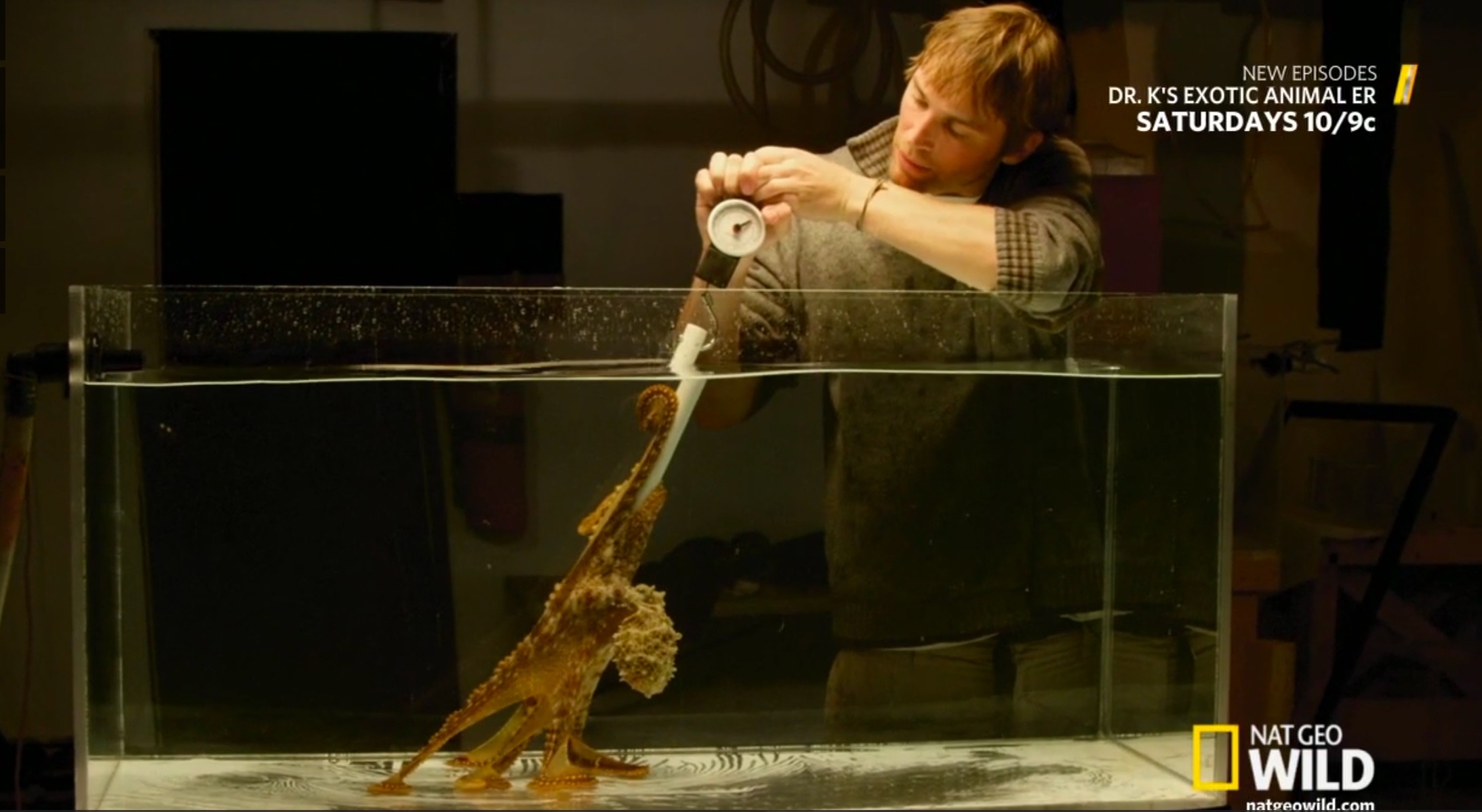 Bret Grasse investigates the potential strength of Octopus cyanea, the Hawaiian day octopus, using a baited device attached to a scale. Credit: National Geographic.