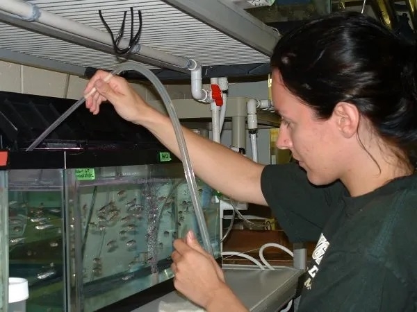 Research staff tend to zebrafish in the MBL's Zebrafish Facility. Credit: Kevin Bogos