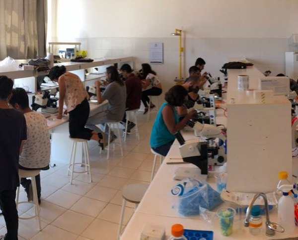 Studying regeneration in the planarian (flatworm) in Quintay. Credit: A. Sánchez Alvarado