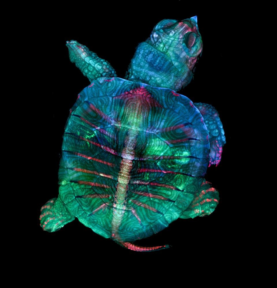 Turtle Embryo taken by Teresa Zgoda And Teresa Kugler