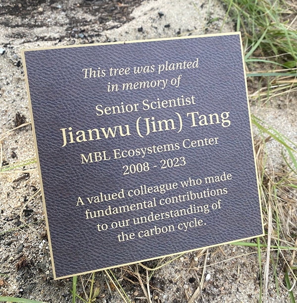 tang plaque