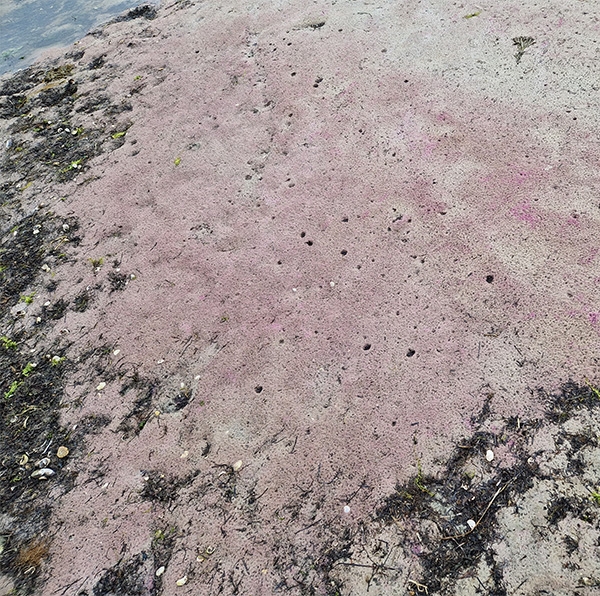 purple microbial mat