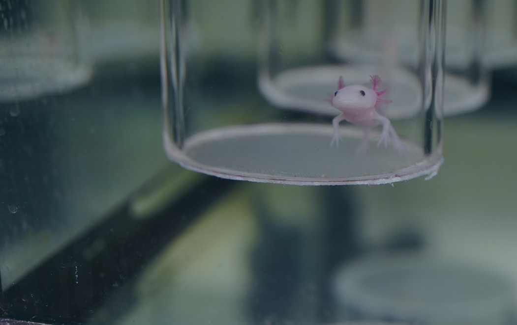 An axolotl in a tank in the Echeverri Lab at the MBL. 