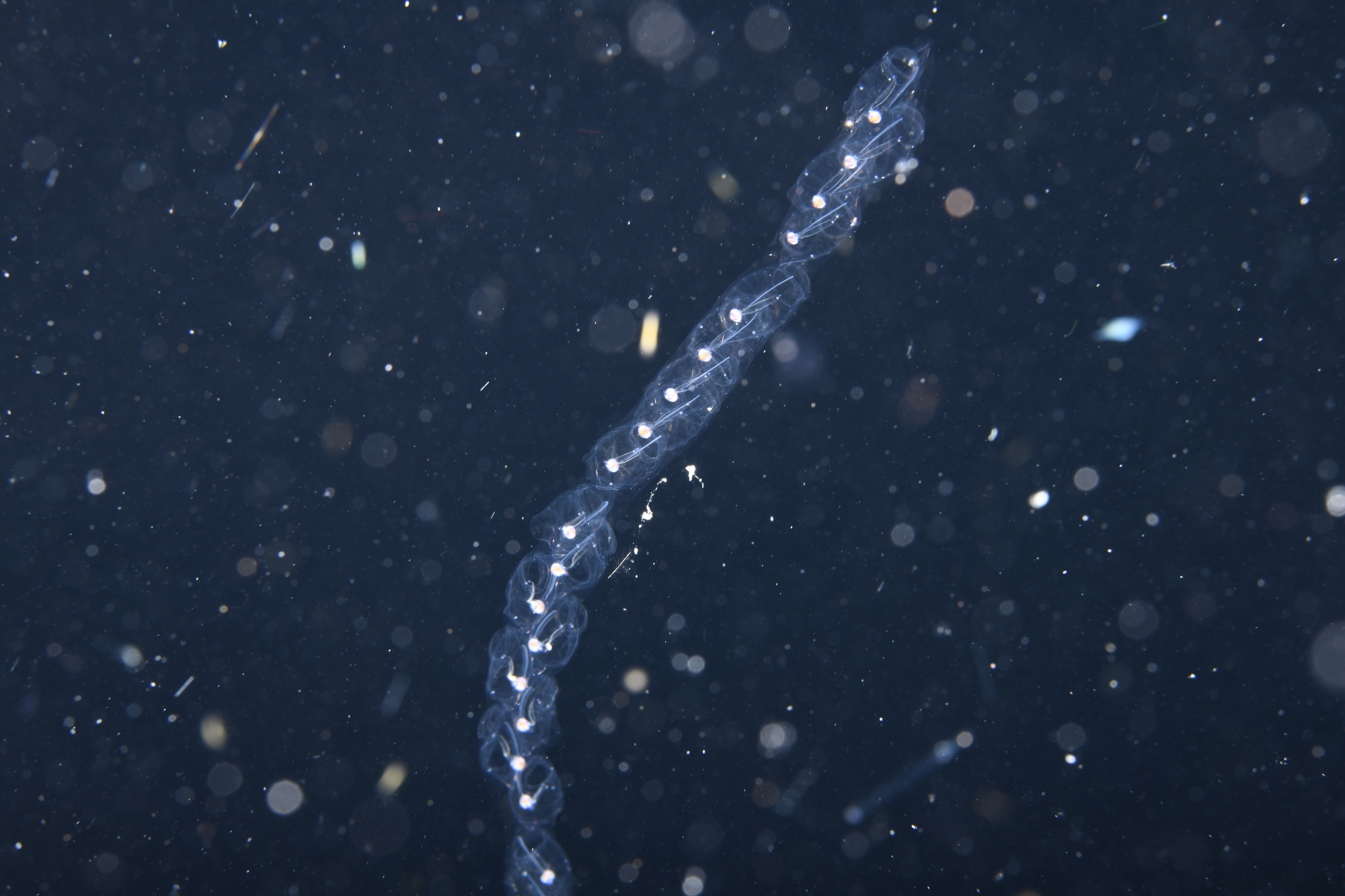Interlocking, genetically identical salp individuals fit together in a chain.  The slight angle of each animal gives rise to unique spinning and coiling of the whole chain. Credit: Brad Gemmell