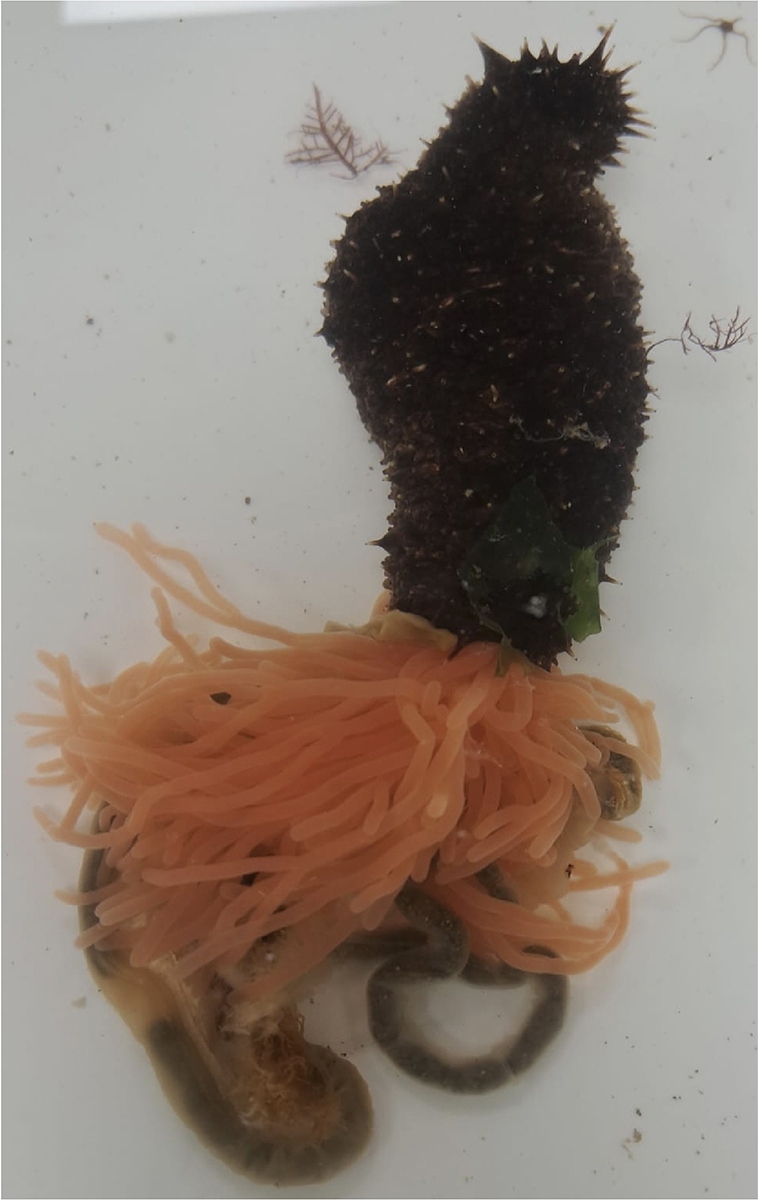 The sea cucumber can eviscerate its own organs, including its ovaries (in orange).