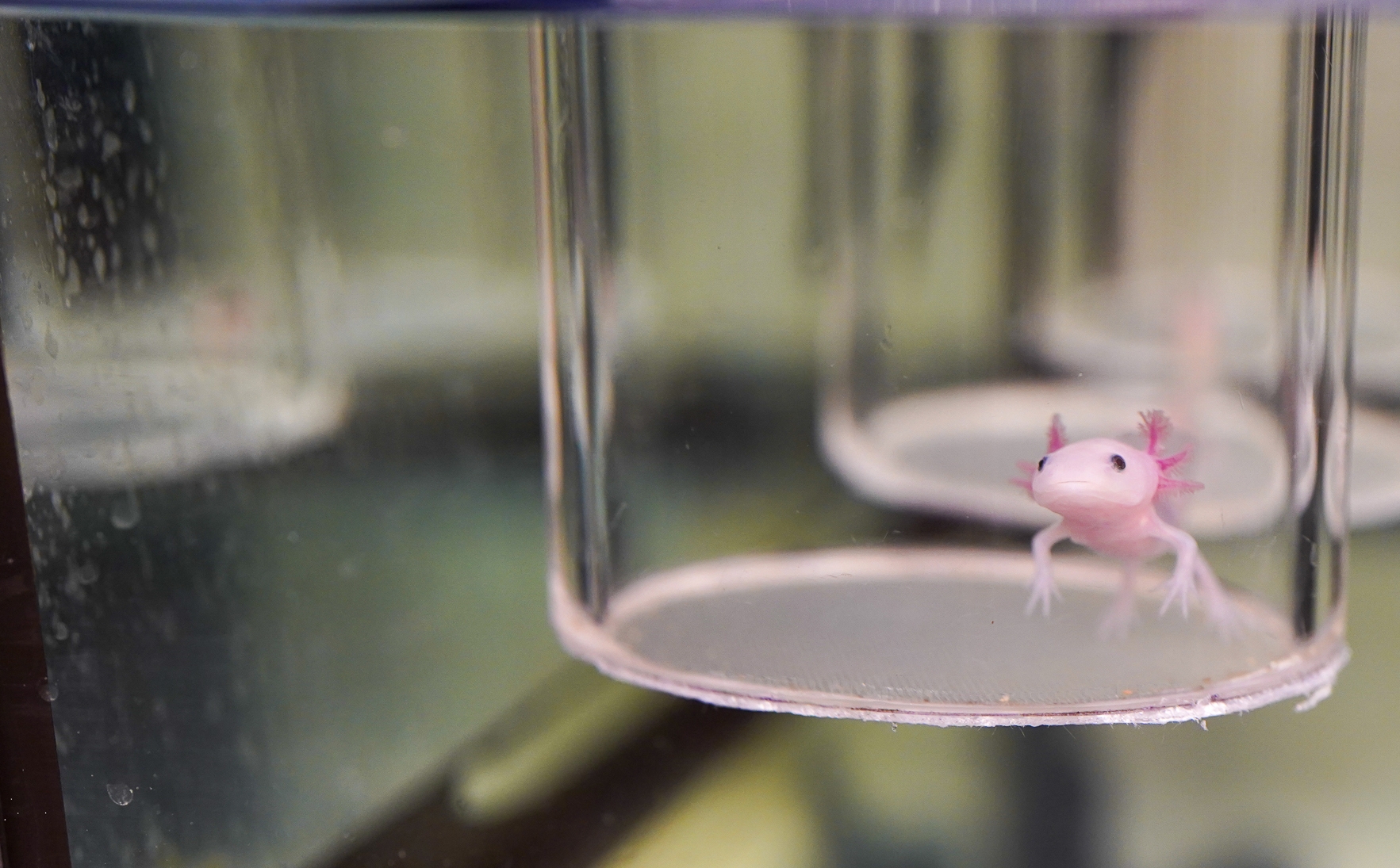 An Axolotl in the Karen Echeverri Lab