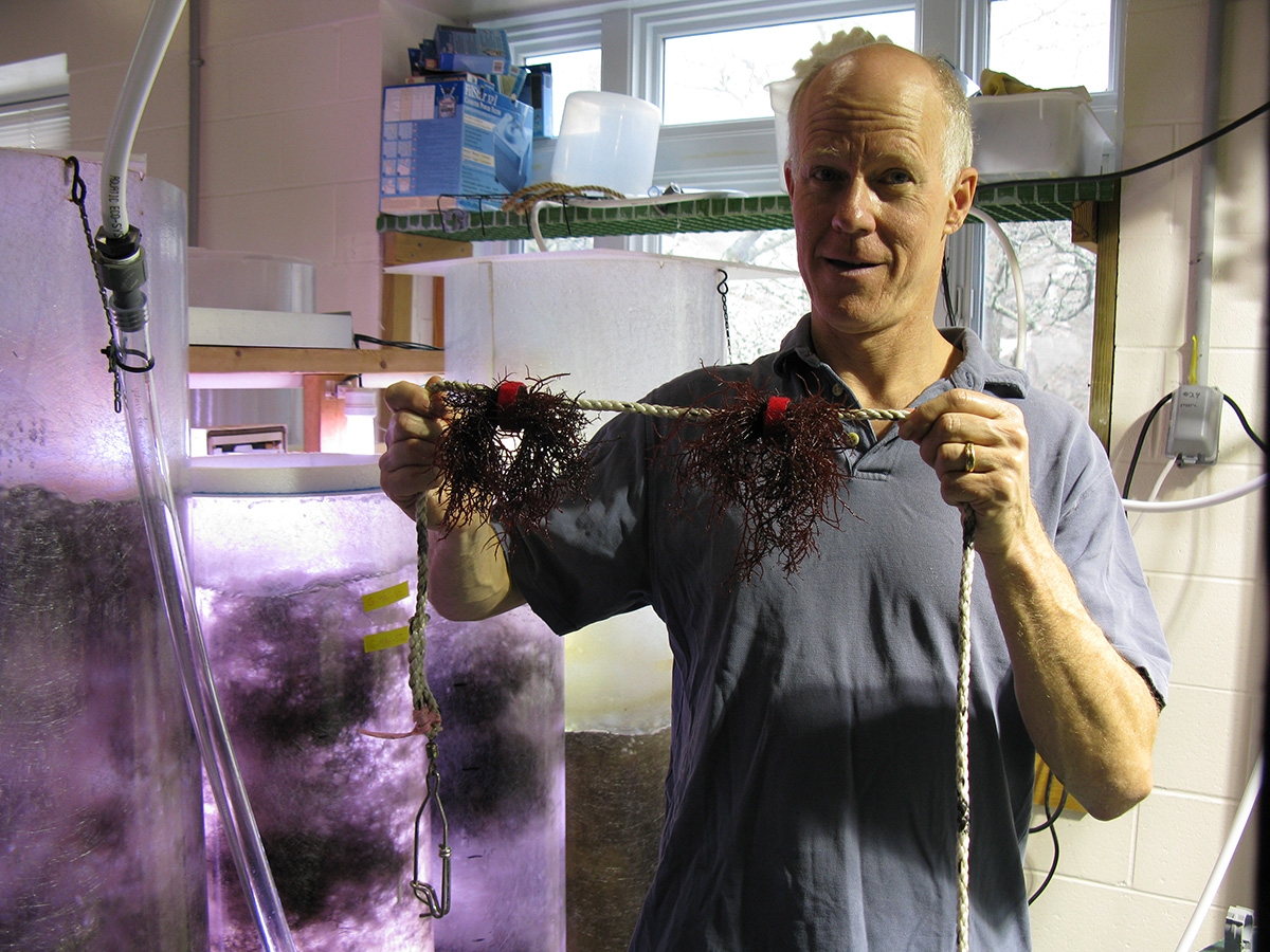 Scott Lindell, Director of the MBL’s Scientific Aquaculture Program, holding seaweed grown on ropes.