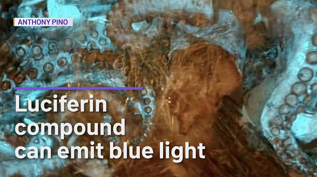 Screenshot of Octopus with words "Luciferin compound can emit blue light"