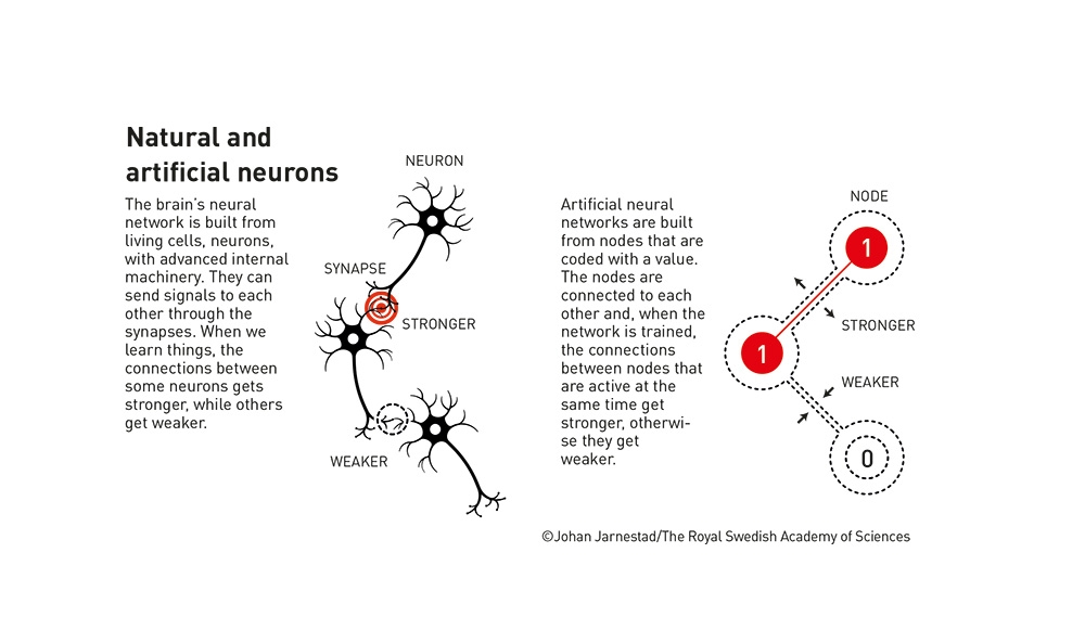 neurons