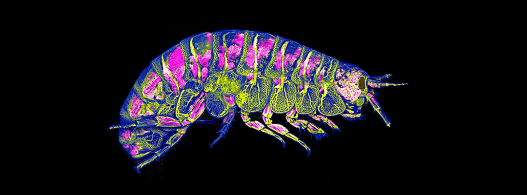 Adult amphipod, Parhyale hawaiensis. Pink – DsRed expression in muscle. Yellow – FITC dextran injected into hemolymph to visualize the circulatory system. Blue – autofluorescence of cuticle.