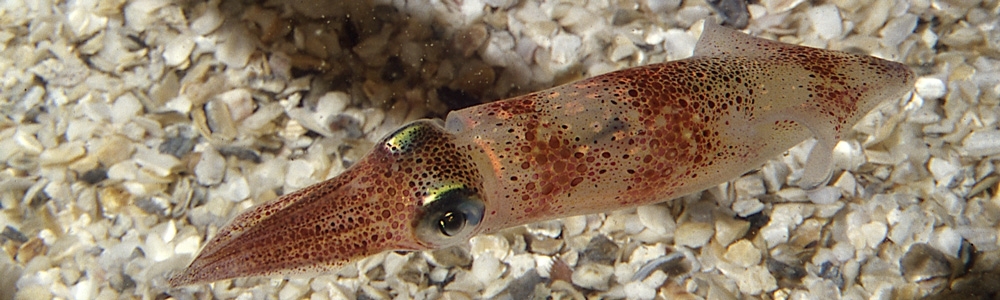 longfin inshore squid