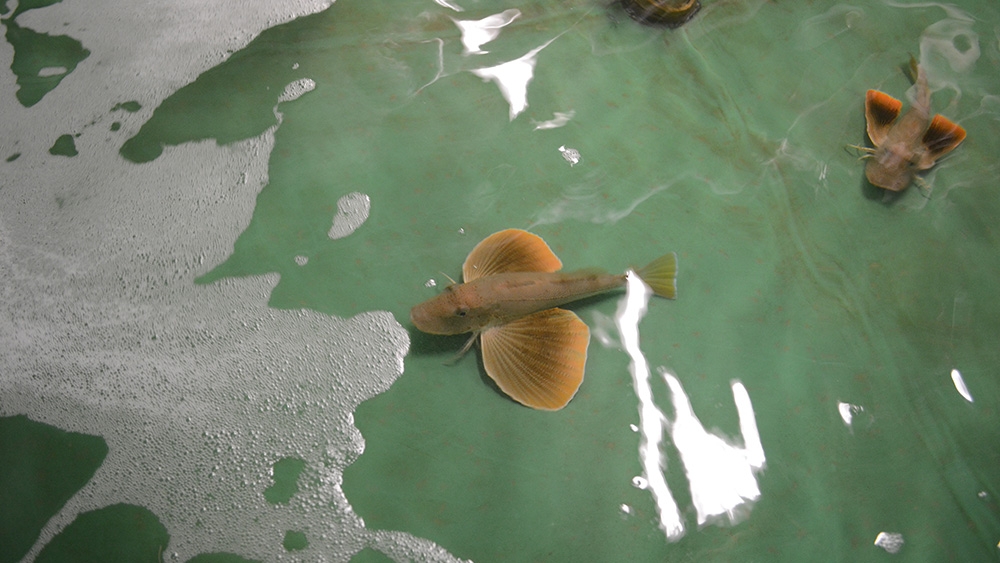 Sea Robins in MRC.