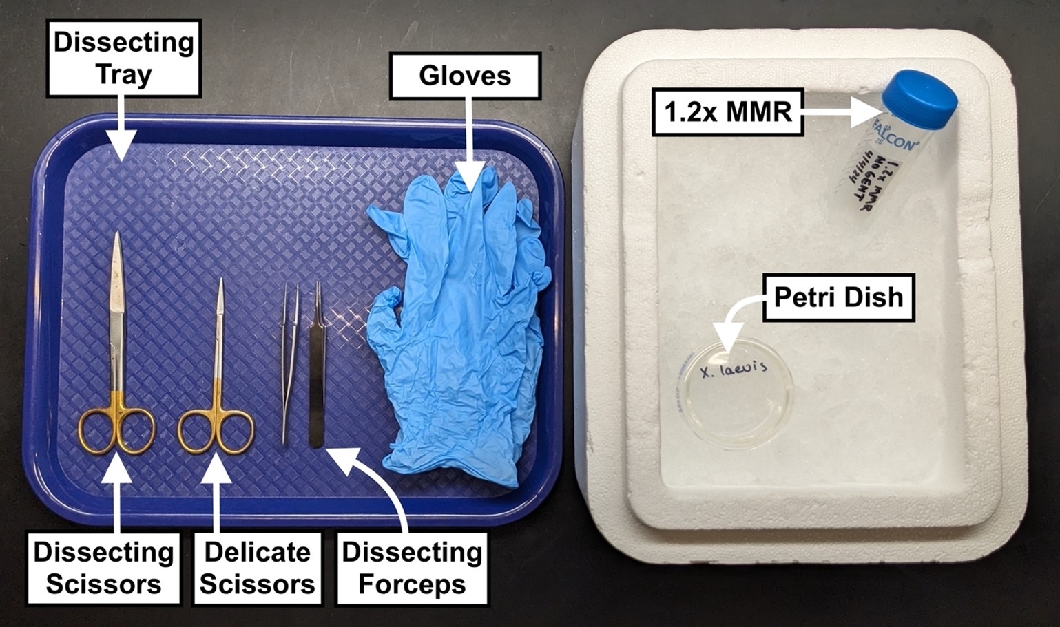 Testes Extraction tools