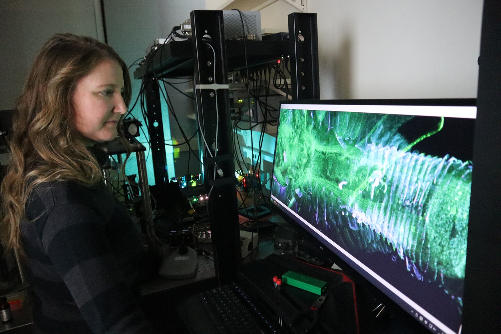 MBL employee at a microscope.