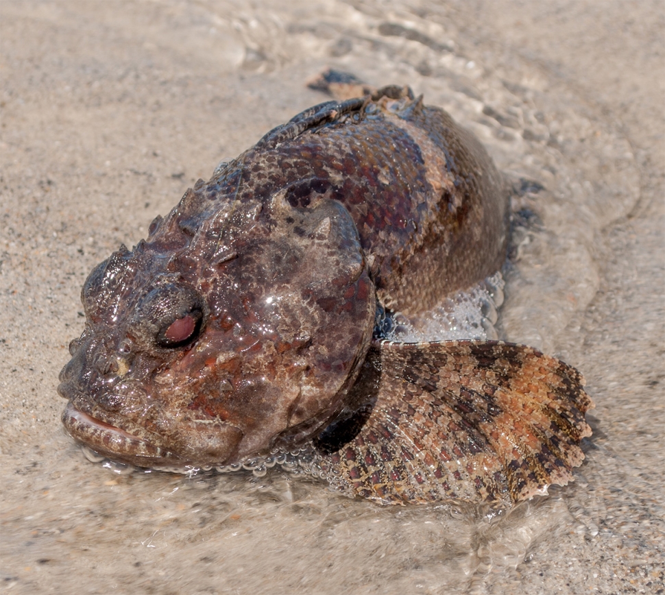 A toadfish on a beach