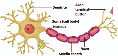 nerve cell structure