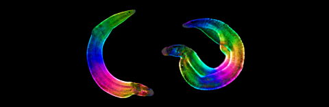The parasitic worm Schistosoma Mansoni imaged on a polarizing light microscope