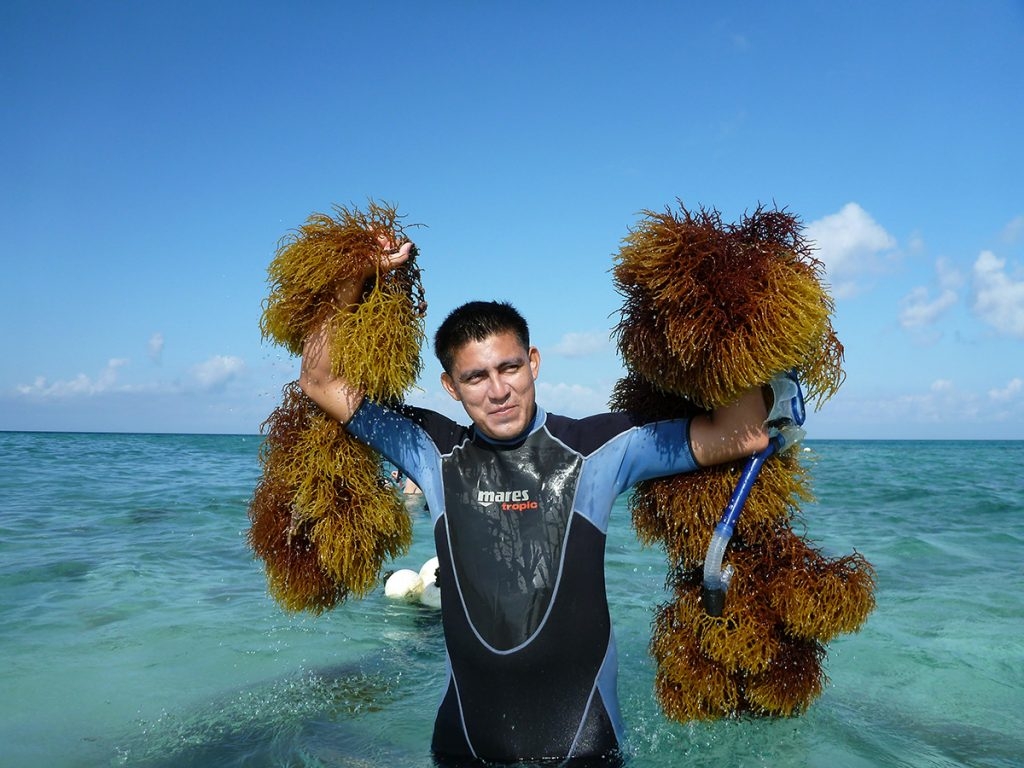seaweed harvest in Belize