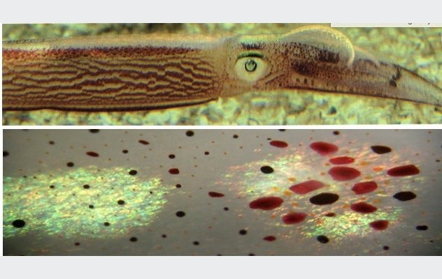 A closeup of the color changing cells, chromatophores, and iridophores on a squid. 