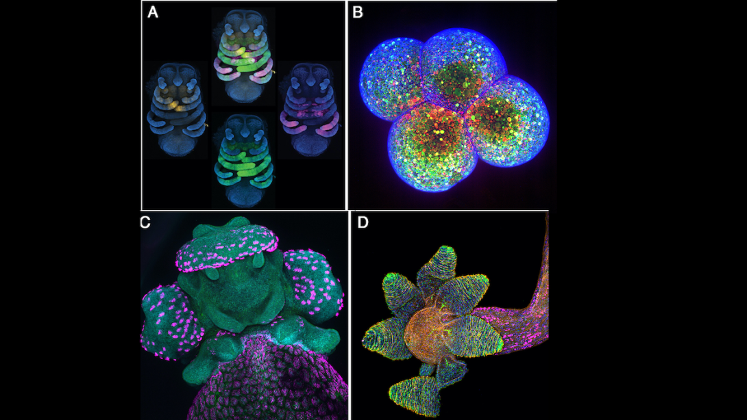 Four microscope images from Embryology course students