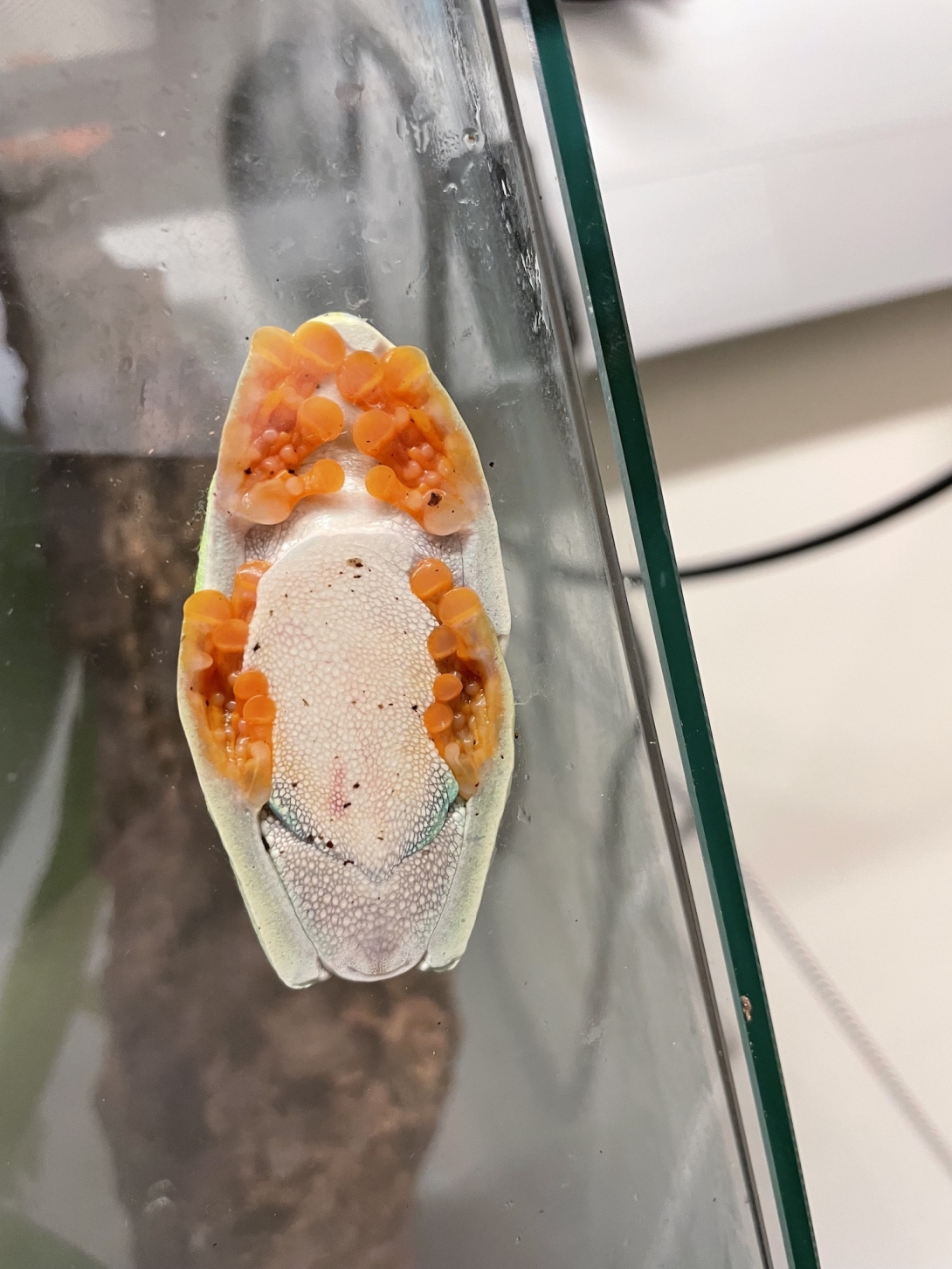 A red-eyed tree frog clings to the side of a tank.