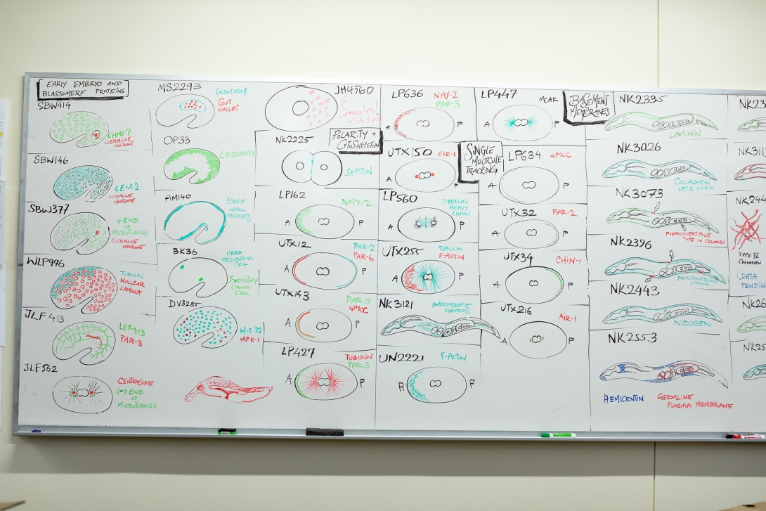 White Board during Embryology 